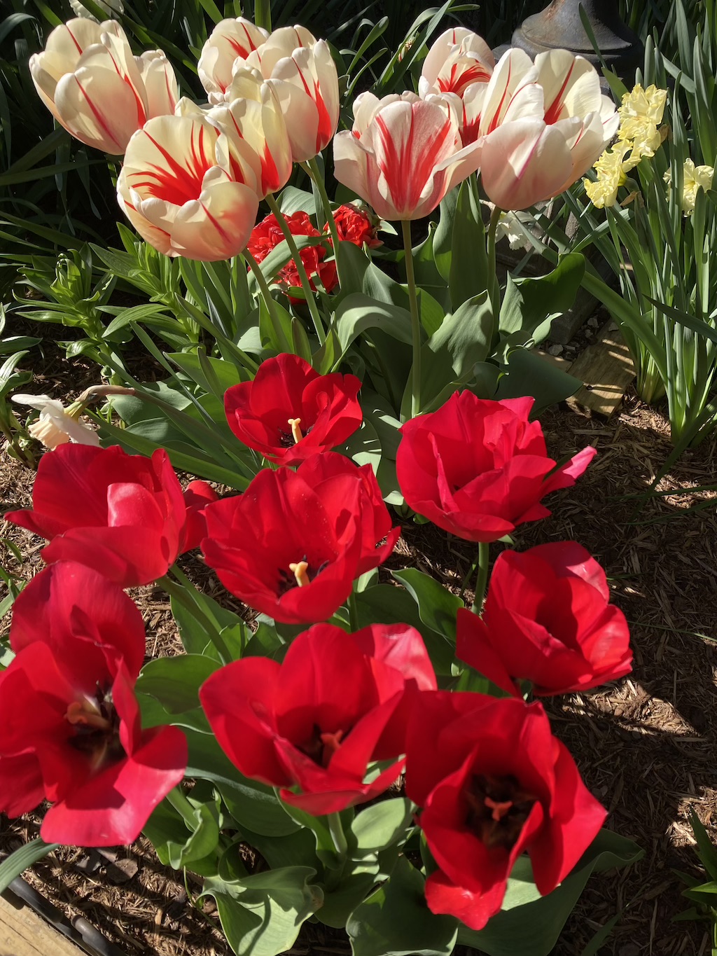 Doc Welton's tulips